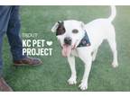 Adopt Trout a Pit Bull Terrier, Mixed Breed