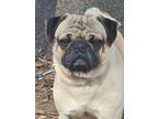 Adopt Benny a Pug