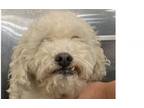 Adopt Morris a Poodle