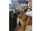 Adopt Deputy Dawgs: Banks (CP) a Boxer, Black Mouth Cur