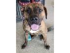 Adopt Apollo a Boxer