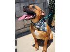 Adopt Rusty a Black Mouth Cur
