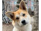 Adopt Dodo a Jindo, Shiba Inu