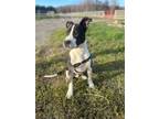 Adopt Olaf a Great Dane, Pit Bull Terrier
