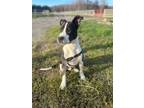 Adopt Olaf a German Shorthaired Pointer, Pit Bull Terrier