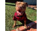 Adopt Marco a American Bully, American Staffordshire Terrier