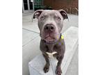 Adopt Rigby a Terrier, Pit Bull Terrier