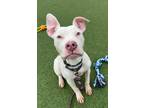 Adopt Sterling a Terrier, Pit Bull Terrier