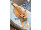 Adopt Ivan a Domestic Short Hair