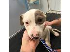 Adopt Wally a Husky, Pit Bull Terrier