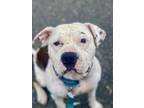 Adopt Dunny (Dunbar) a Staffordshire Bull Terrier