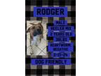 Adopt Rodger a Black Mouth Cur