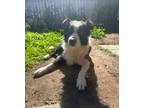 Adopt Pongo a Border Collie, Australian Shepherd