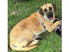 Adopt Scuttles a Black Mouth Cur