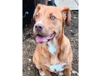 Adopt Reece Fka Flava Flav a Pit Bull Terrier