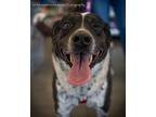 Adopt Marlon a Cattle Dog, Border Collie