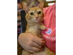 Adopt Tigger a Domestic Short Hair