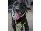 Adopt Harley a Labrador Retriever, American Staffordshire Terrier