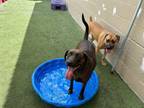 Adopt Copper a Redbone Coonhound, Labrador Retriever