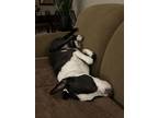 Adopt Odie a Pit Bull Terrier, Bull Terrier