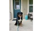 Adopt Guinness a Australian Shepherd