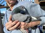 Adopt Angus a Pigeon