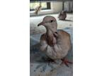 Adopt Maeve a Dove