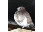 Adopt Cinnabun a Pigeon