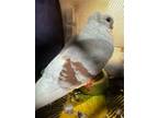 Adopt Shortcake a Pigeon