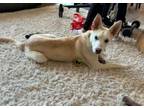 Adopt Hamuel a Australian Cattle Dog / Blue Heeler