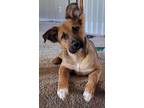 Adopt Sforza a Australian Cattle Dog / Blue Heeler