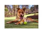 Adopt Ruxpin a Australian Cattle Dog / Blue Heeler