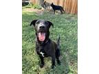 Adopt Stargazer a Labrador Retriever