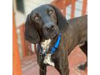 Adopt Gilligan a Coonhound, Mixed Breed