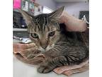 Adopt Keifer a Domestic Short Hair