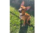 Adopt Milo a Corgi, German Shepherd Dog