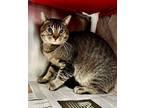 Adopt King a Domestic Short Hair