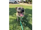 Adopt RUBBLE a Pit Bull Terrier