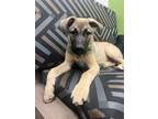 Adopt Billy Brooks a German Shepherd Dog