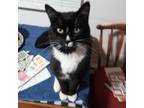 Adopt Tux a Domestic Short Hair