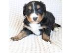 Bernese Mountain Dog Puppy for sale in Boswell, IN, USA