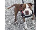 Adopt Antonio a Pit Bull Terrier