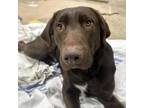 Adopt Tucker a Chocolate Labrador Retriever