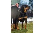 Adopt Samsom a Rottweiler