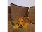 Adopt Boosie a Black Mouth Cur