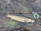 Micro Spey And 5wt 9’ Fly Rod Combo