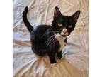 Adopt Milo a Domestic Short Hair