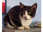 Adopt Bruce a Domestic Short Hair