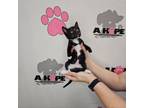 Adopt Robert A a American Shorthair, Domestic Short Hair