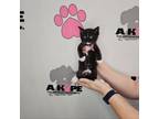 Adopt Booker W a American Shorthair, Domestic Short Hair